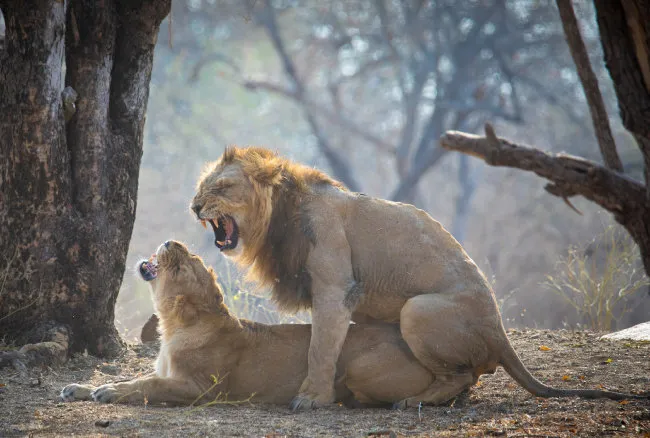 아시아사자 인도 동물 특징 성격_3