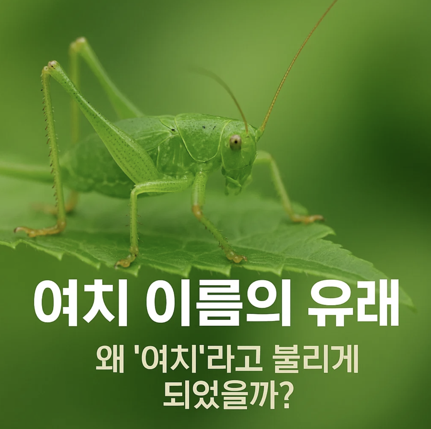 여치 이름의 유래, 왜 '여치'라고 불리게 되었을까?