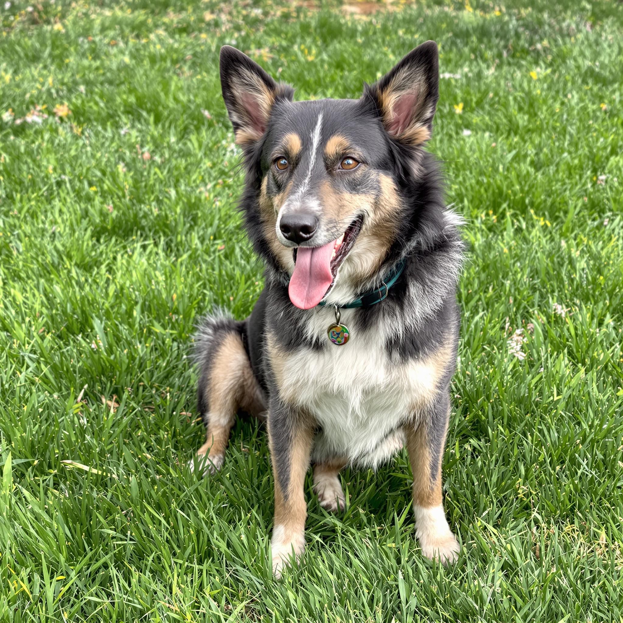 반려동물의 알레르기 증가 원인 &ndash; 환경적 요인과 면역 체계 변화