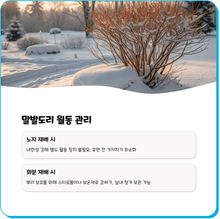 말발도리
