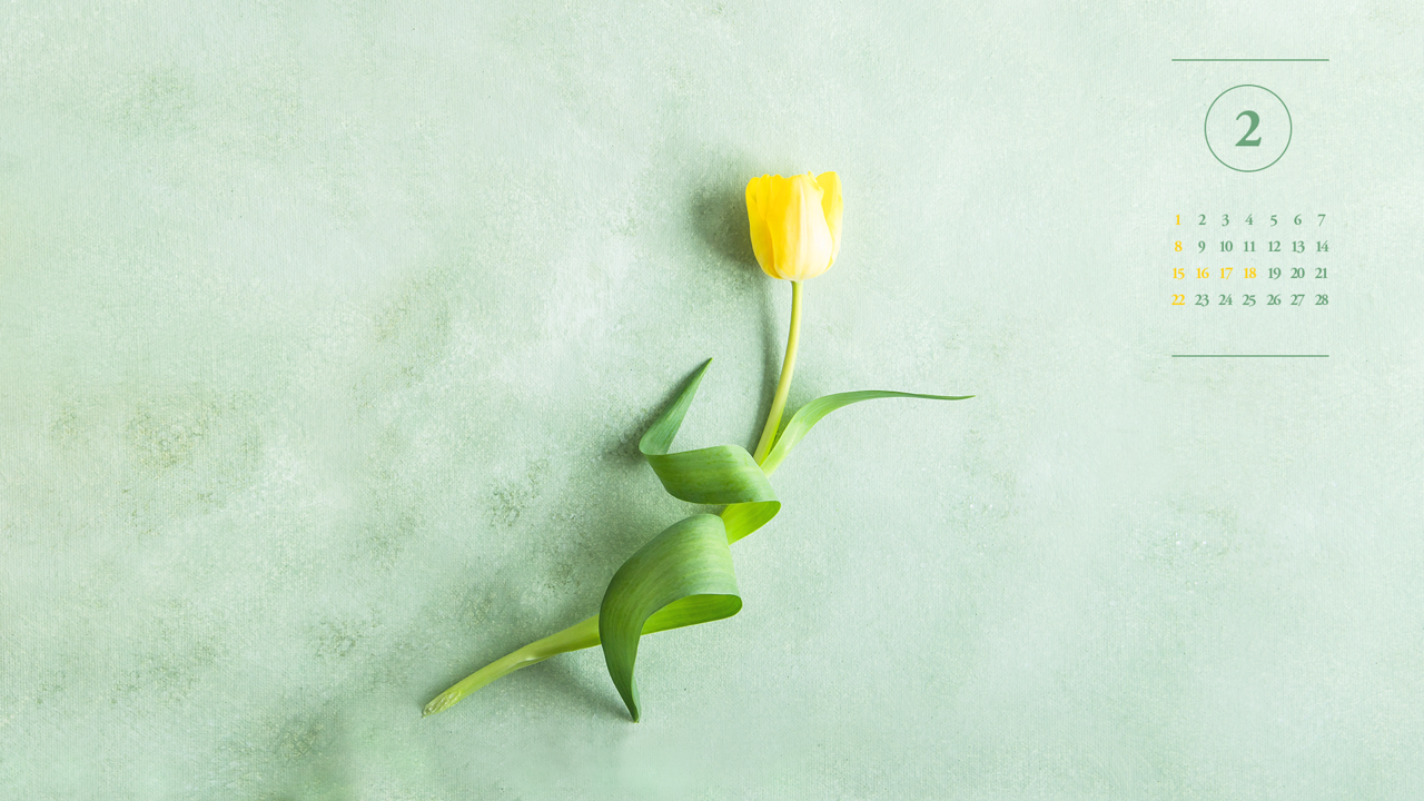 06 노란색 튤립 A - 2026년2월 달력배경화면