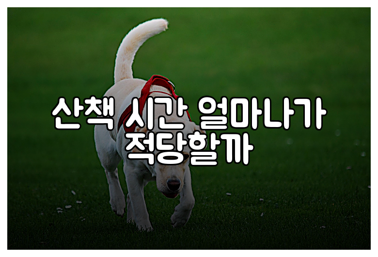 산책 시간 얼마나가 적당할까