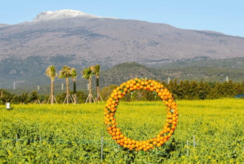 휴애리 유채꽃 축제
