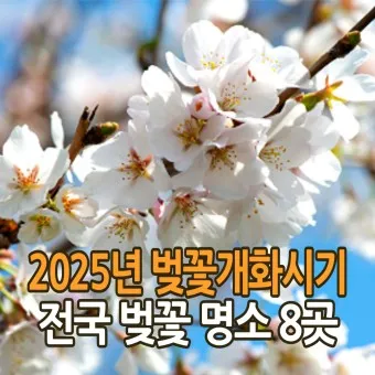 벚꽃 명소 추천 축제 유명한곳_14