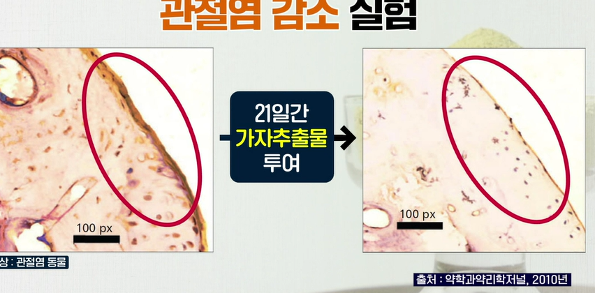 가자추출물 효능