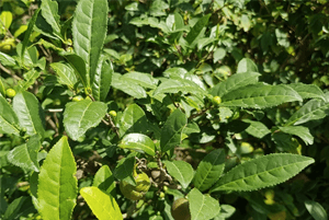 폐에좋은음식12