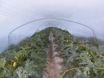 주키니 재배 모종 활착 순치기 수확 타이밍_4