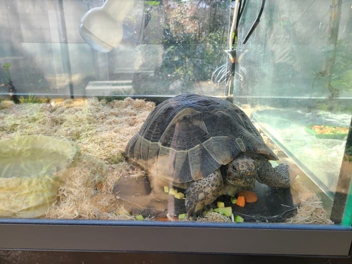 육지거북