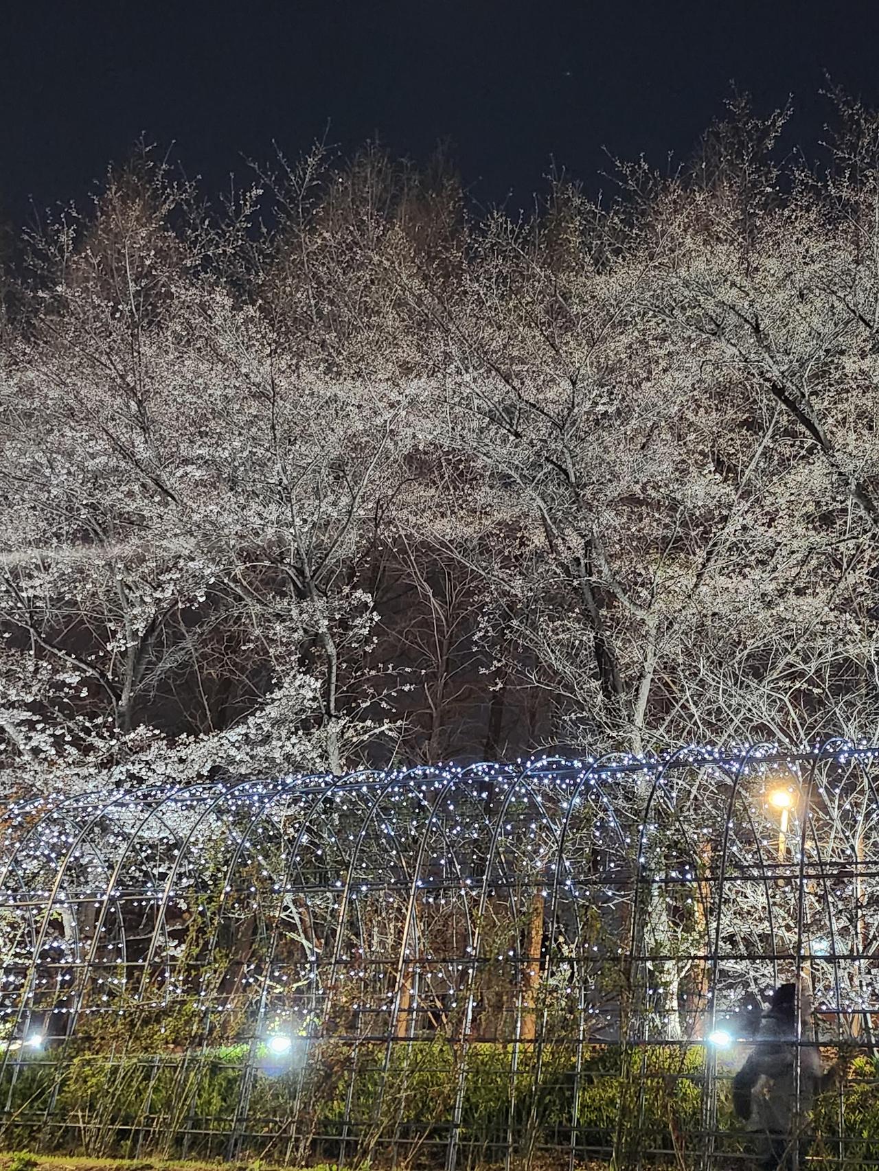 봄 시즌 데이트 추천 장소 TOP5|서울숲, 양재천, 석촌호수, 북한산둘레길, 남이섬