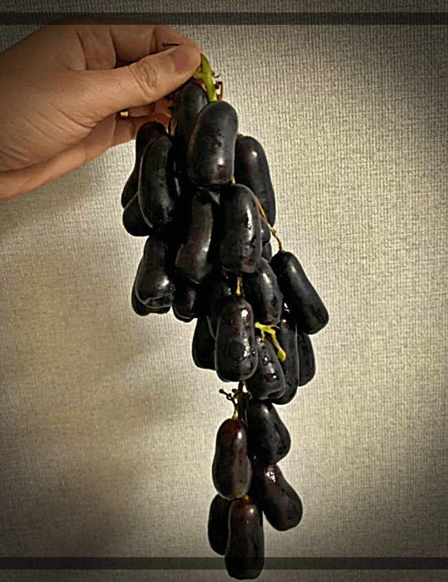 주렁주렁-블랙-사파이어-포도