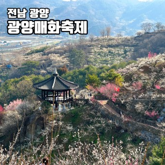 대한민국 매화가 유명한 여행지 톱 5