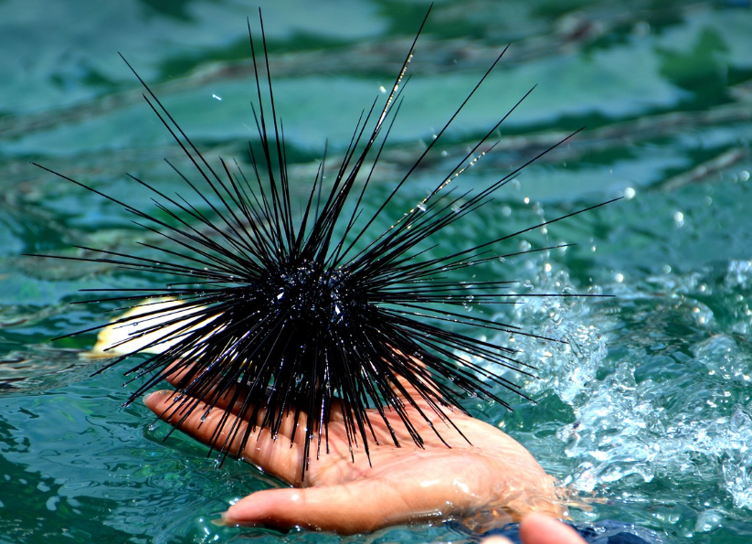 성게(Sea Urchin, 우니) 관련 사진