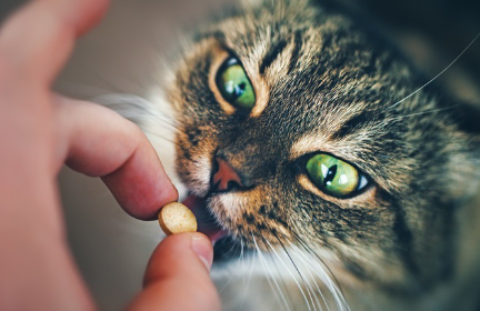 약을 핥는 고양이.