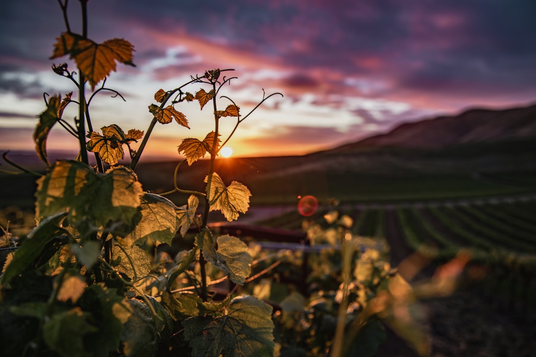 Winery