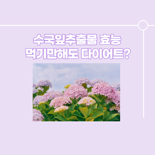 수국잎추출물