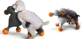 강아지 마운팅 이유 해결 방법_11