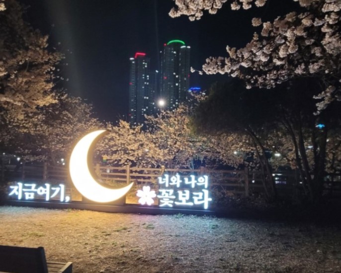 대구 벚꽃