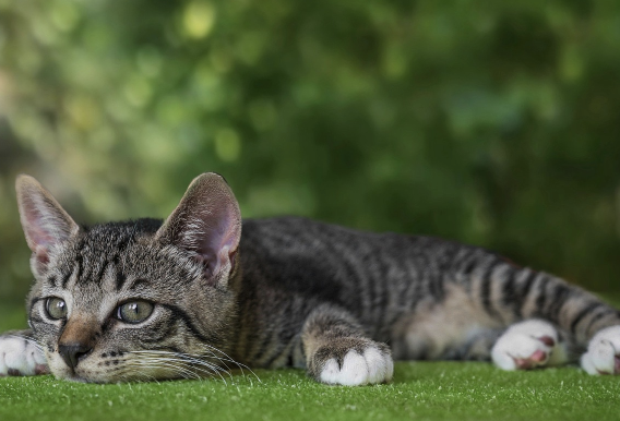 브리티쉬 숏헤어 고양이의 모든것