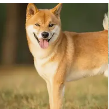 시바이누