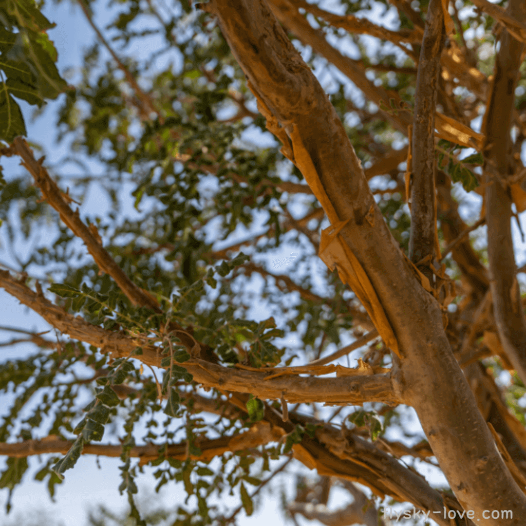 프랑킨센스 (Frankincense)