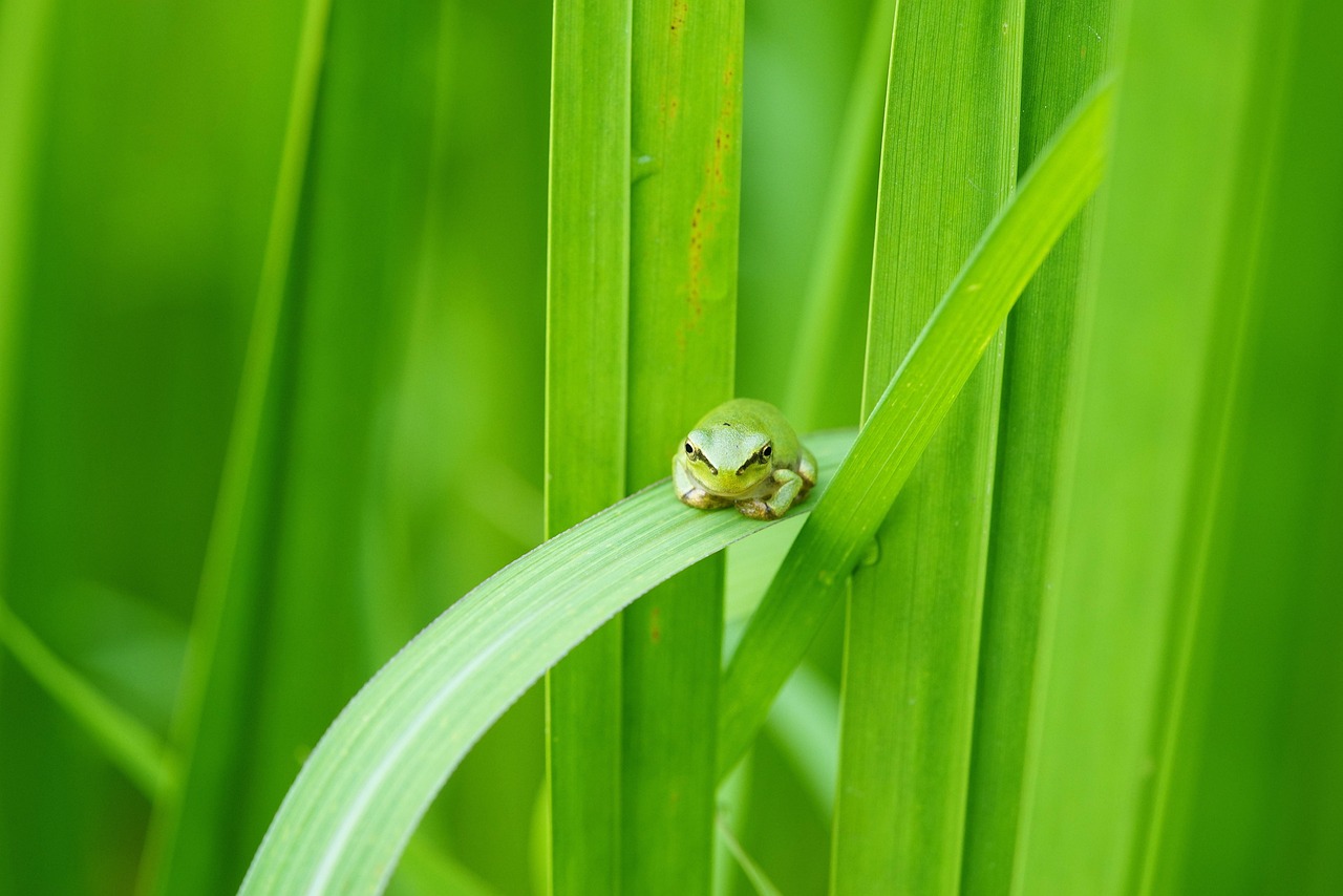 보호색을 띄고 있는 청개구리 사진