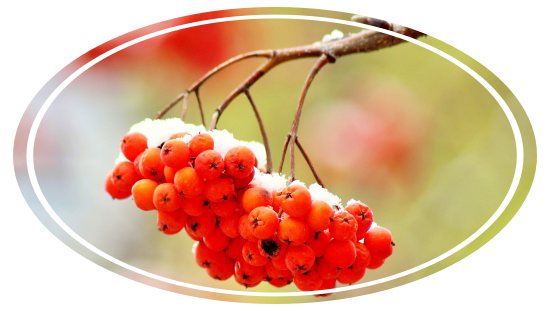 1월 눈에 덮인 열매 모습