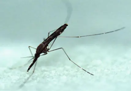 말라리아 모기 생김새 특성 특징