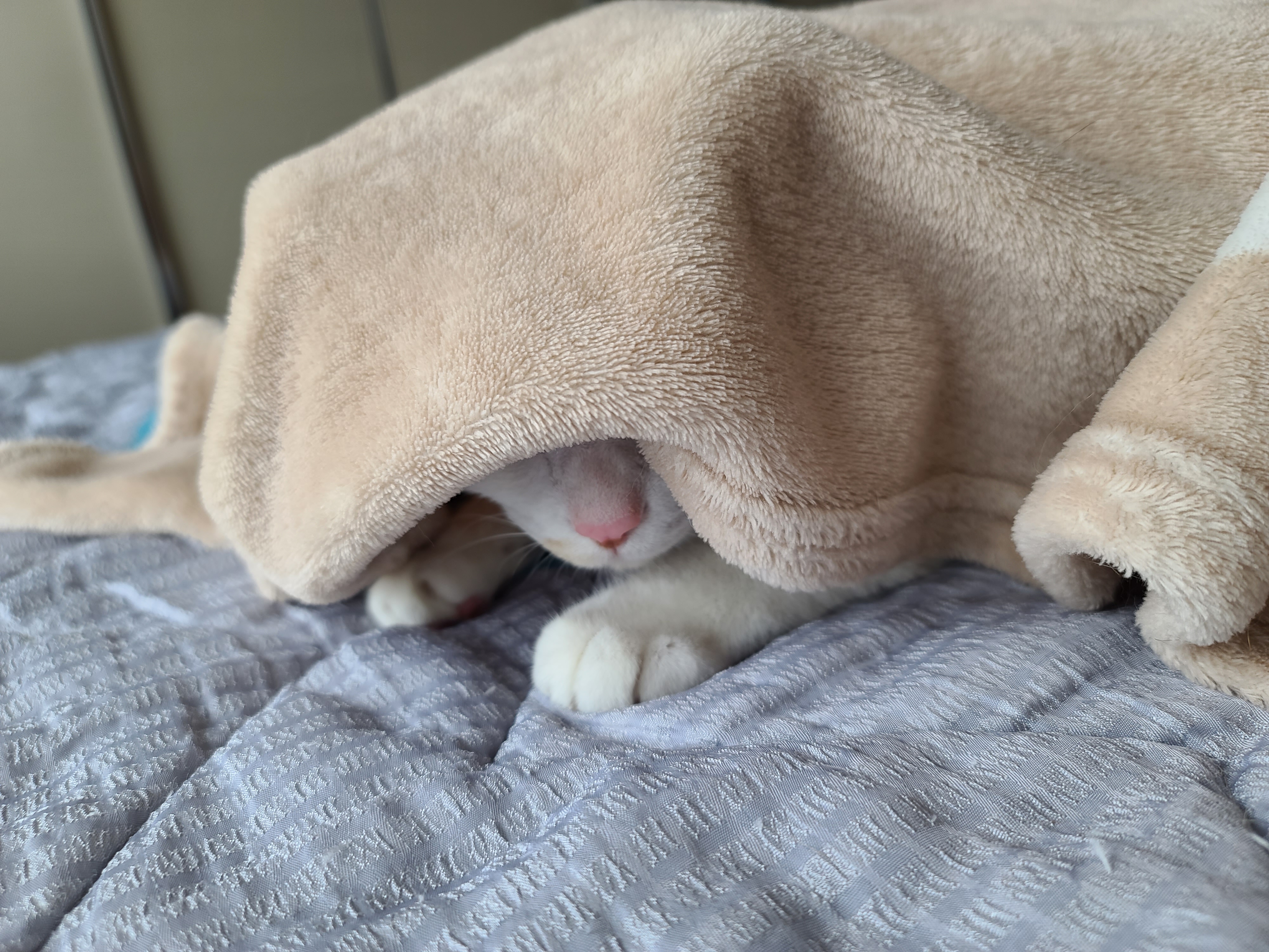 담요 스스로 들어가기 실패해서 무안한 막둥이.