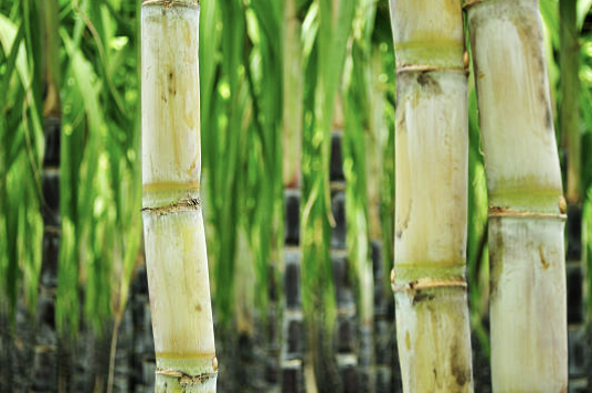 폴리코사놀의효능