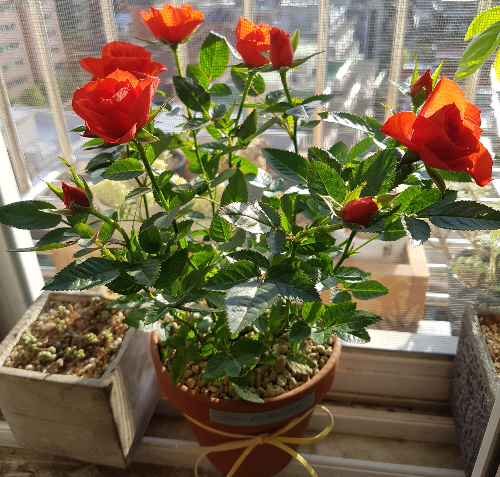 해충으로부터 식물을 지키는 법 (깍지벌레&amp;#44; 진딧물&amp;#44; 천연퇴치)