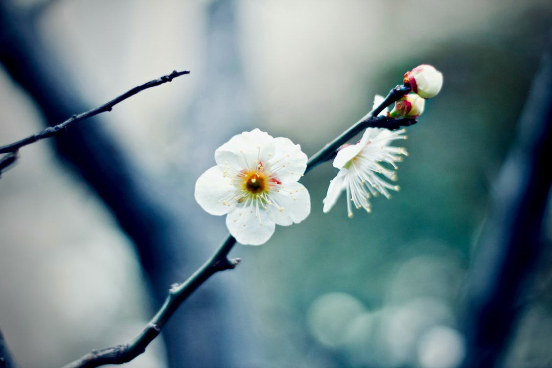 Plum blossom