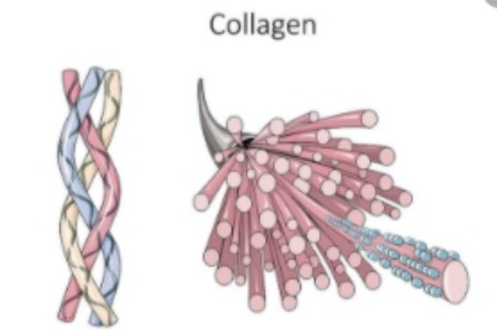 콜라겐-효능-골다공증