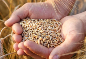 카무트 쌀 효능