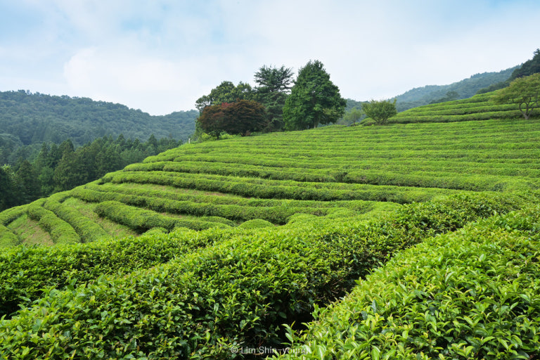 2025 대한민국 숙박 세일 페스타, 순천여행 관련 사진