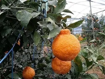 한라봉 재배 비가림 재배 가지 전정 당도 높이기_9