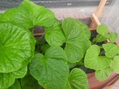 와사비잎-추출물