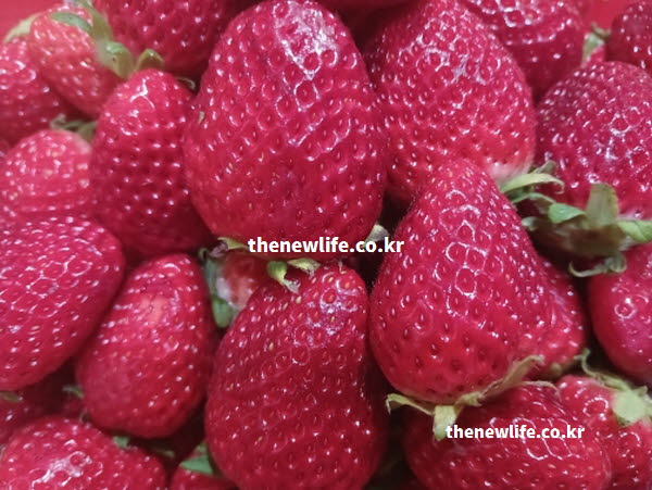 딸기 효능의 엘라그산 성분이 혈관 건강에 도움이 되는 실사진