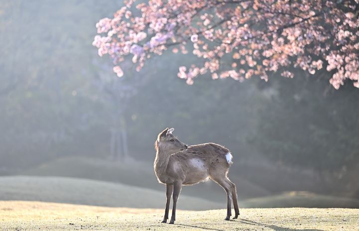 2024년 일본 벚꽃 절정시기, 가족과 함께 즐기기 좋은 벚꽃 명소 & 여행 팁