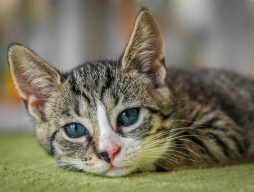 고양이 우울증 증상과 원인, 예방법
