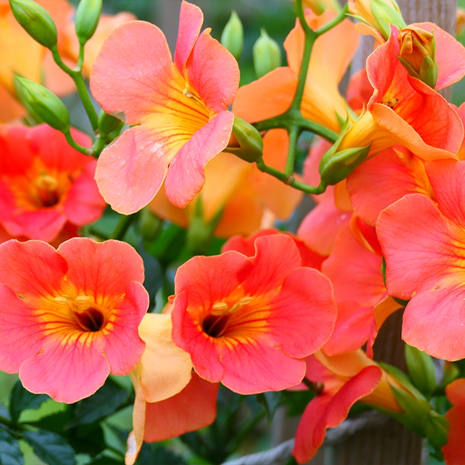 제주 비체올린 능소화축제