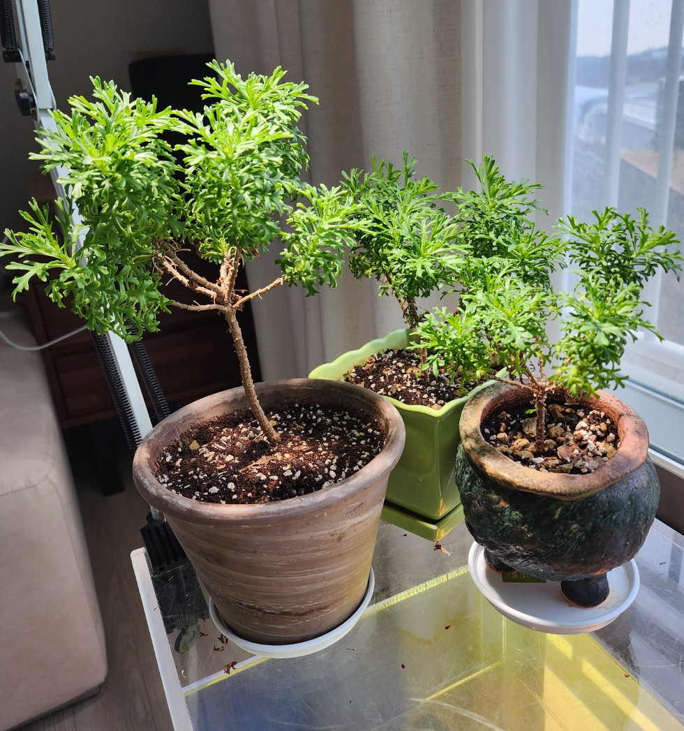 지금은 목마가렛답게 멋지게 성장한모습이에요.