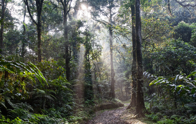 브라질 열대우림
