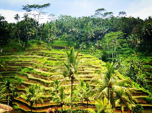 발리 여행 추천 뜨갈라랑 라이스 테라스