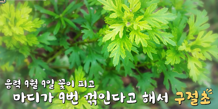 구절초 효능