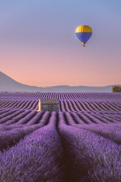 정읍 허브원 라벤더 축제