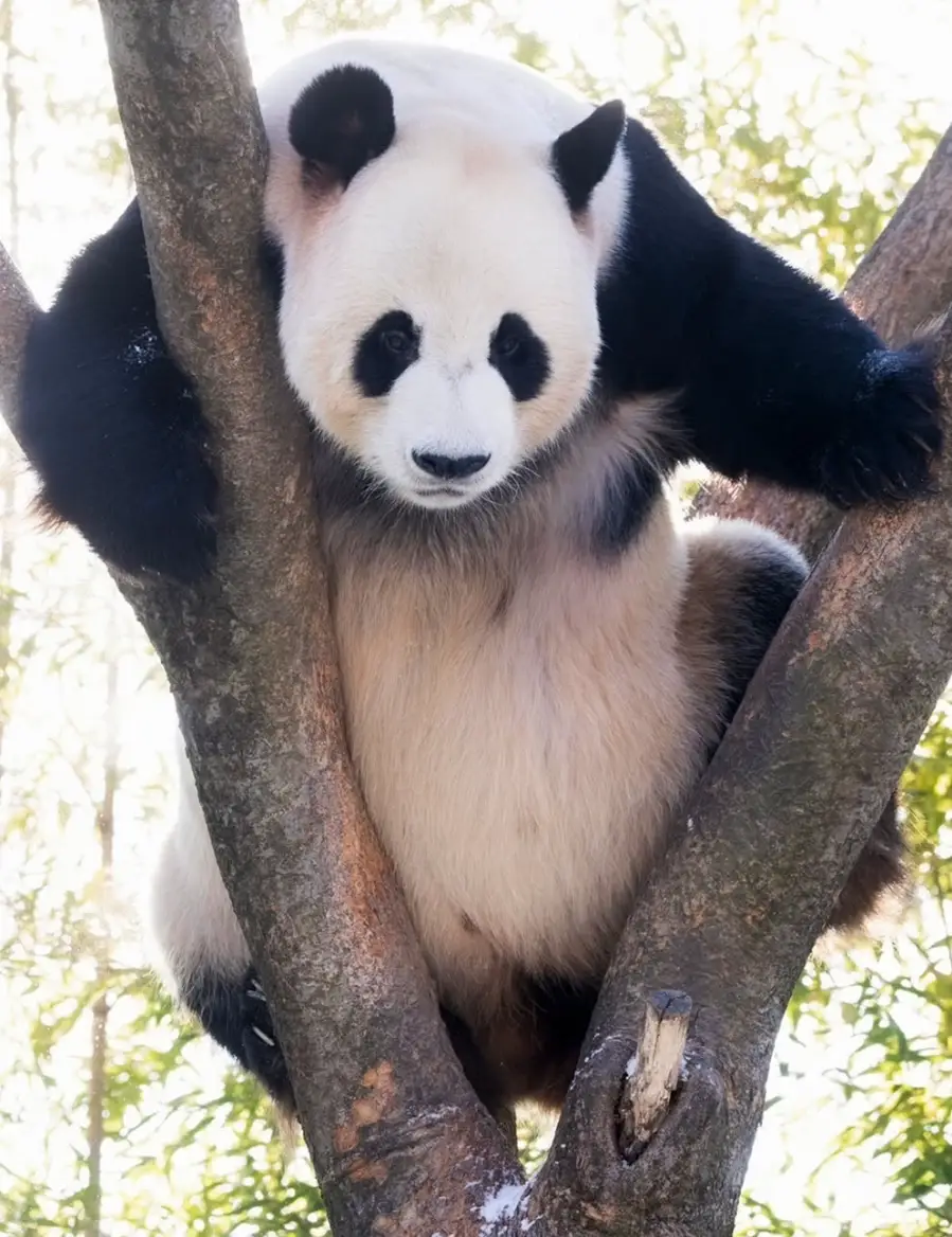 에버랜드-입장료-할인-자유이용권-가격