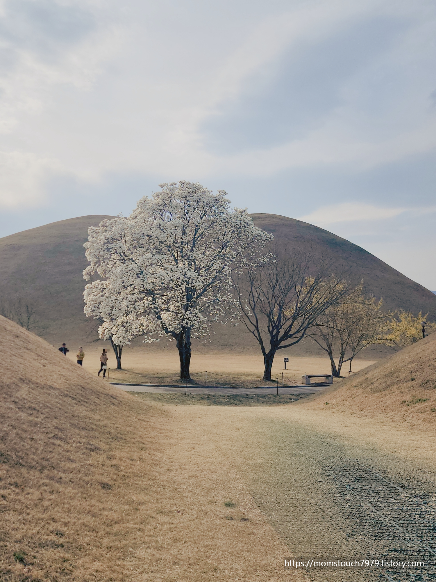 경주 대릉원 포토존 목련