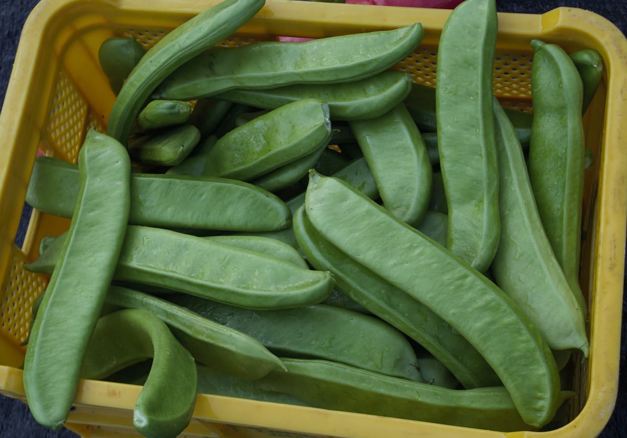 작두콩차는 다이어트와 당뇨관리에 좋다.