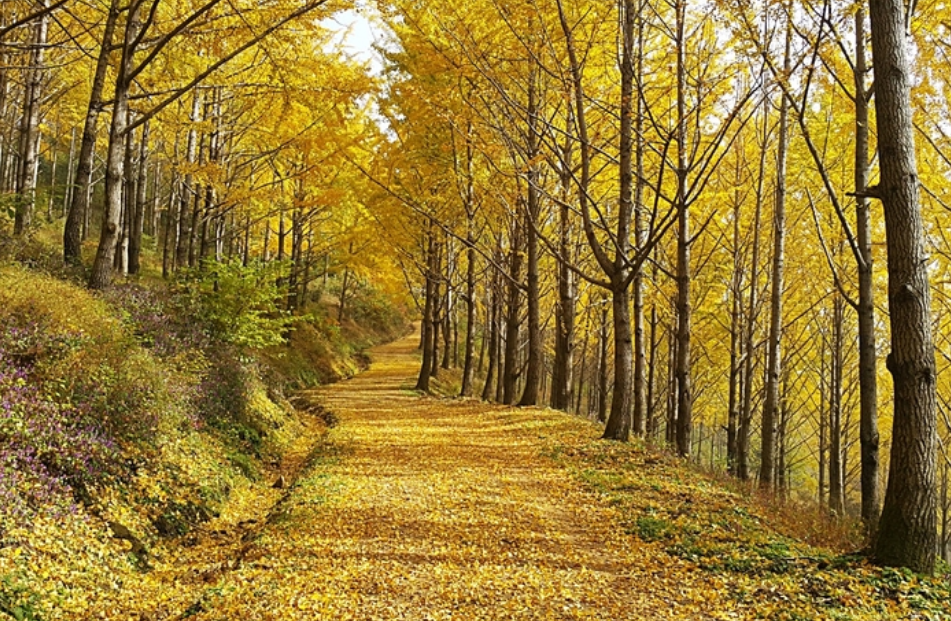에버랜드은행나무숲