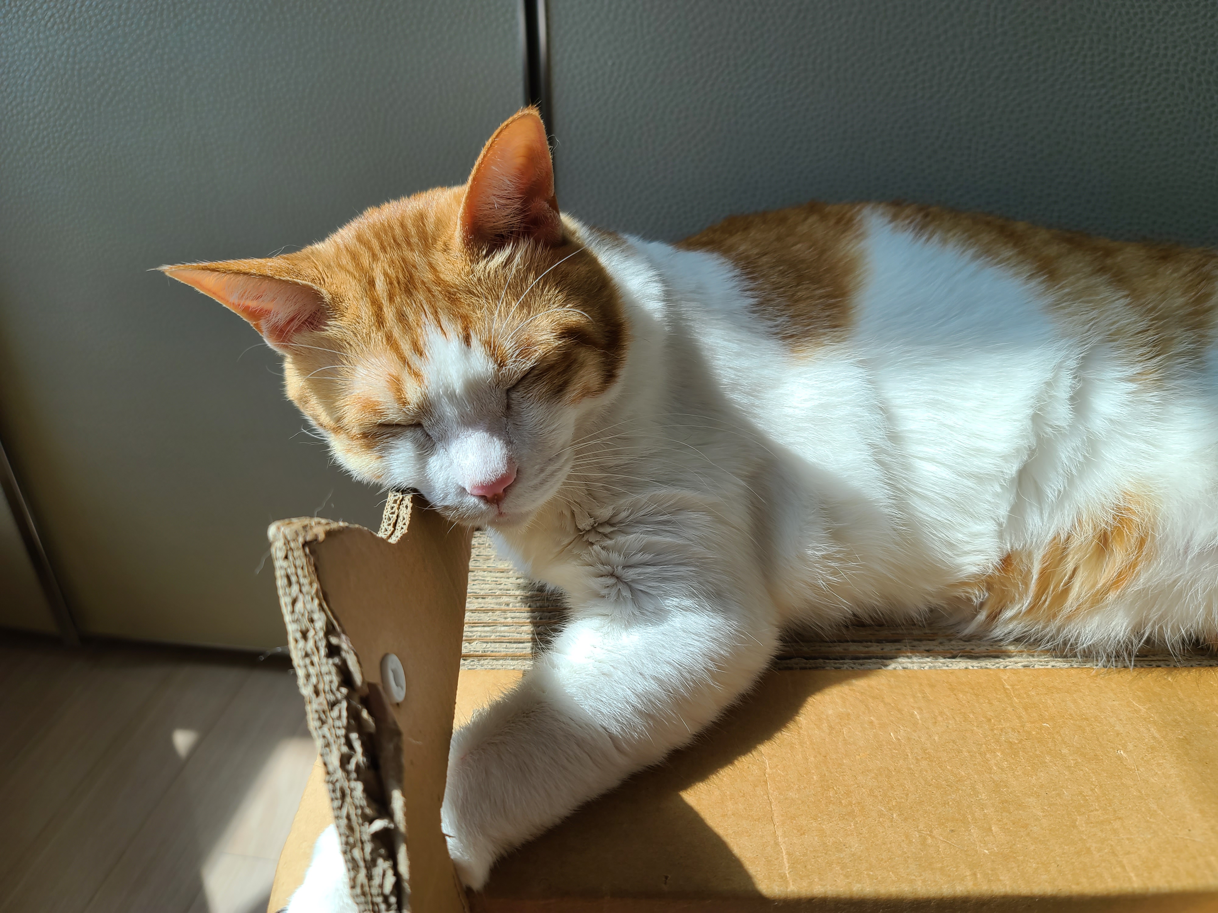 꼭 맞는 스크래쳐를 베고 자는 막둥이 삐용